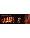 Violino