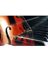 Violoncello